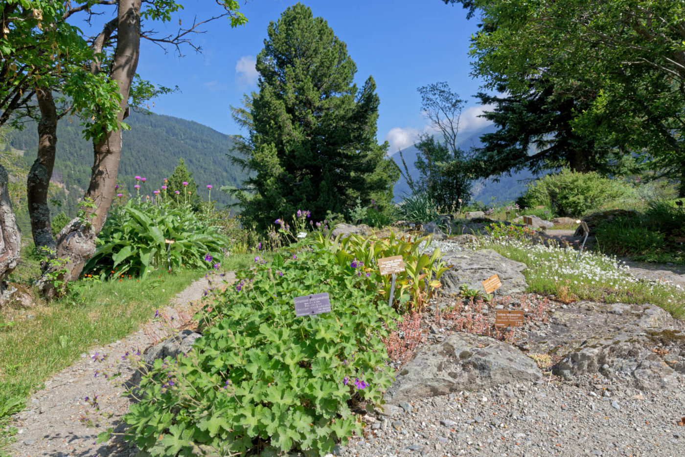 Bourg-Saint-Pierre Jardin alpin la Linnaea