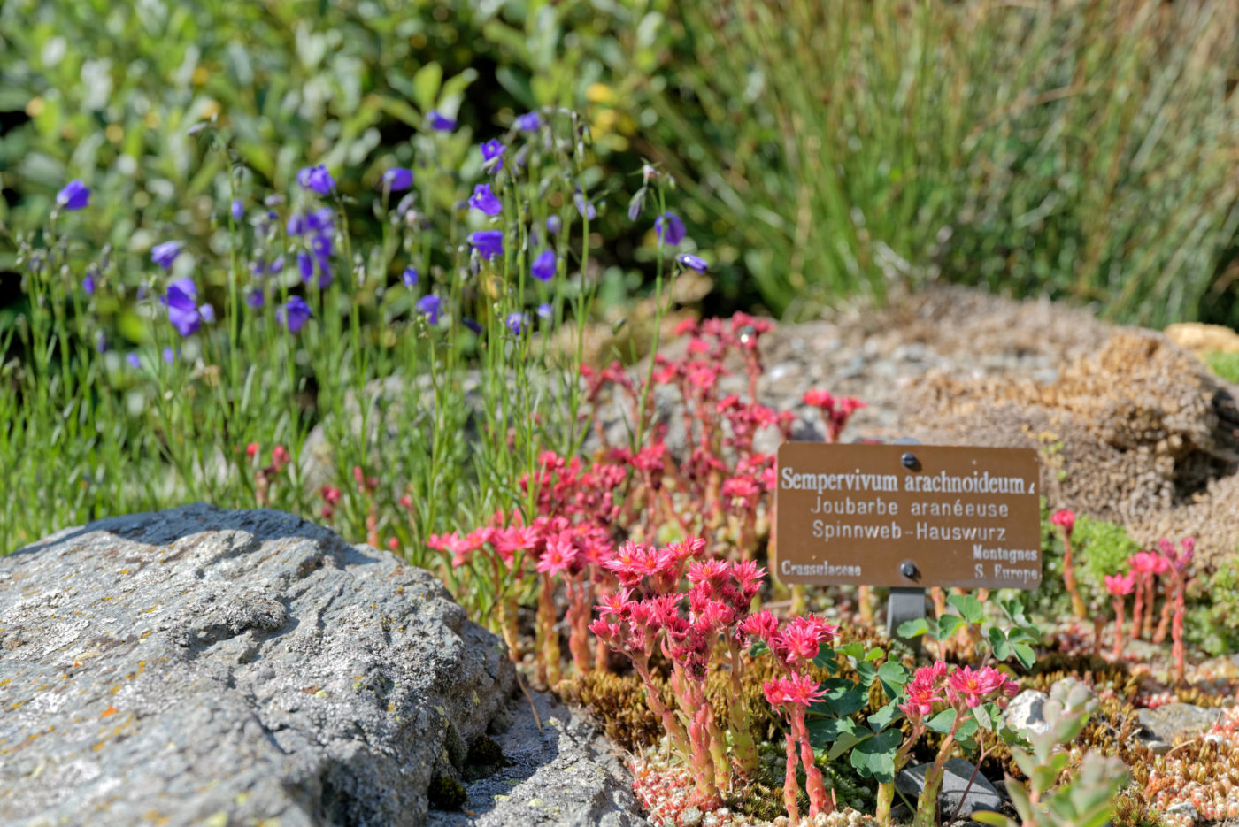 Bourg-Saint-Pierre Jardin alpin la Linnaea