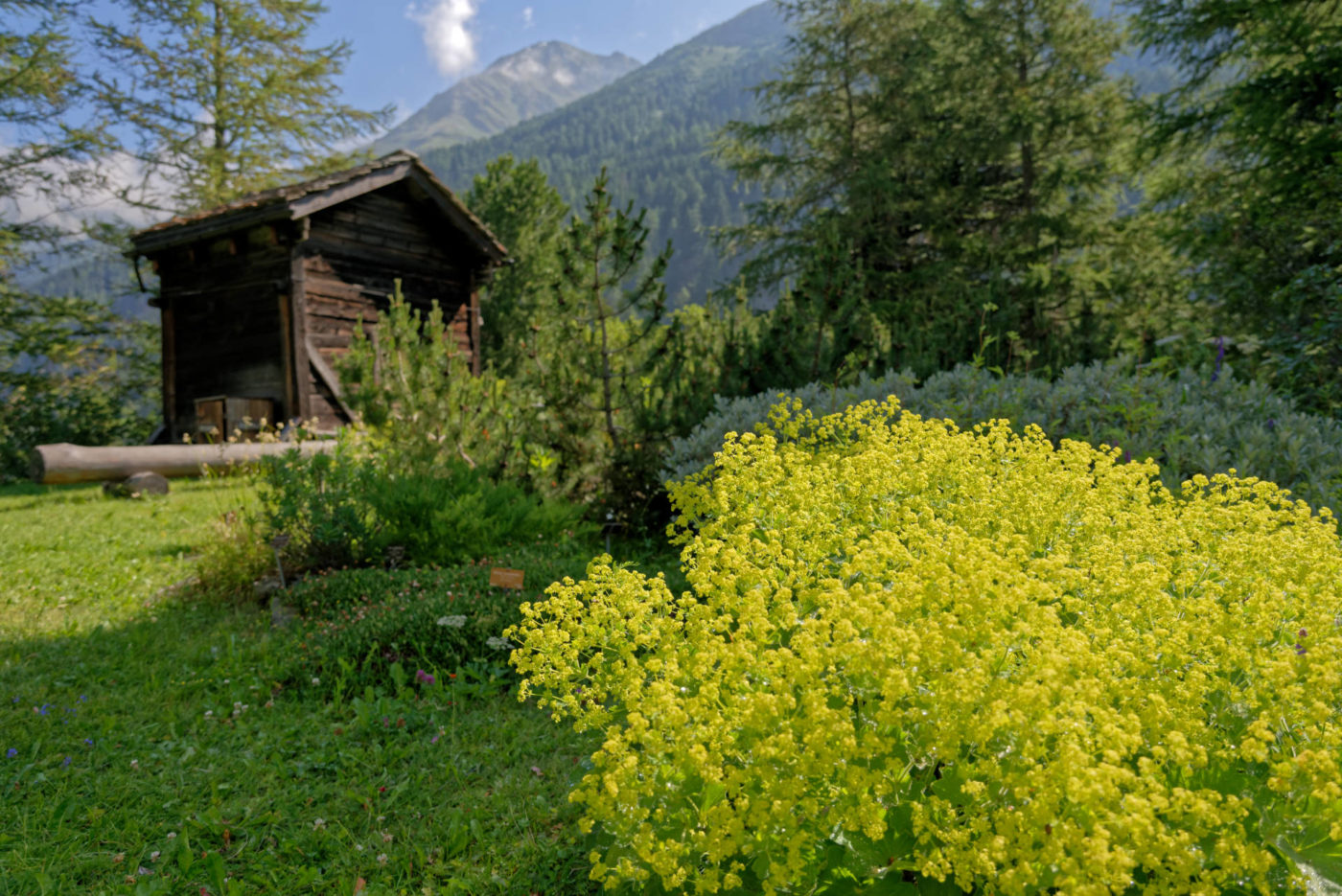 Bourg-Saint-Pierre Jardin alpin la Linnaea