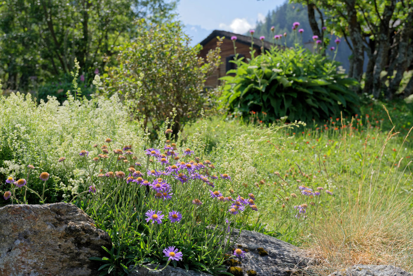 Bourg-Saint-Pierre Jardin alpin la Linnaea