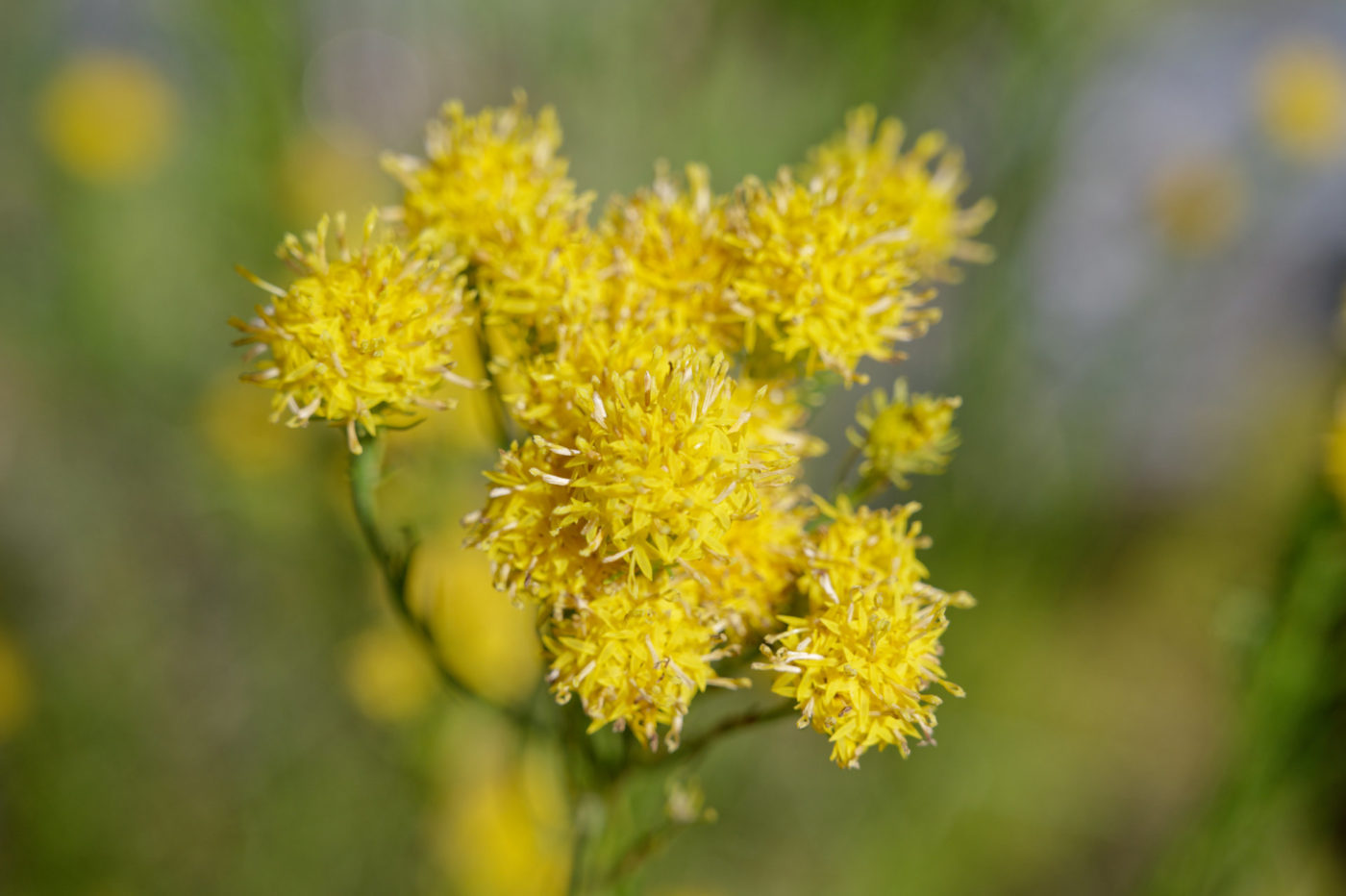 Bourg-Saint-Pierre Jardin alpin la Linnaea