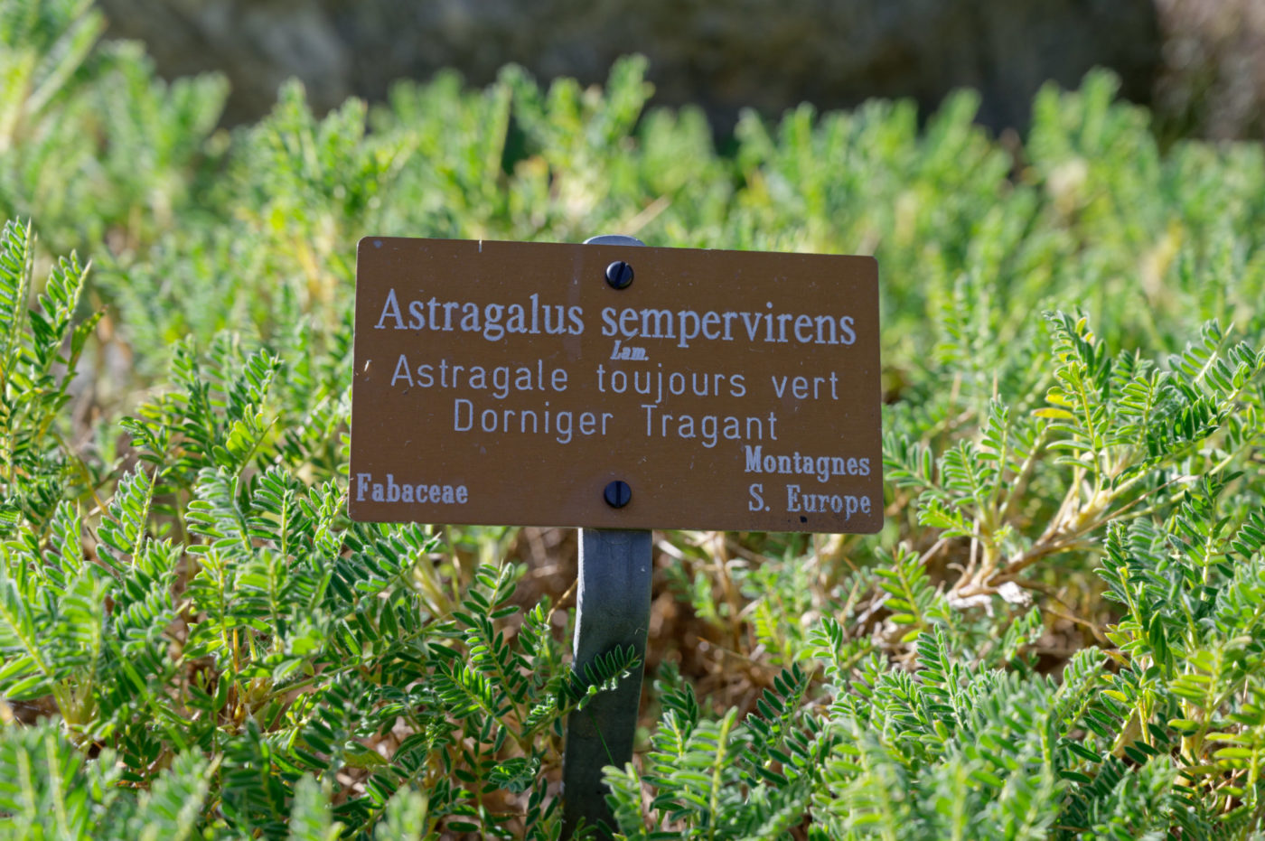 Bourg-Saint-Pierre Jardin alpin la Linnaea