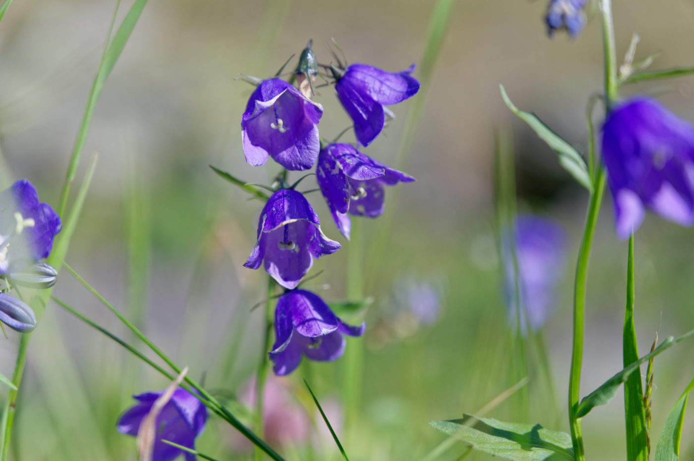 Bourg-Saint-Pierre Jardin alpin la Linnaea